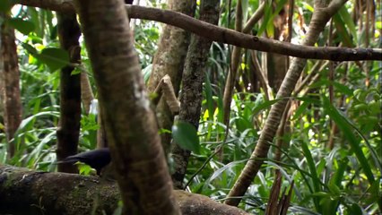 Crows Smarter Than You Think(full documentary)HD