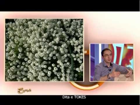 Dita e Tokes - Ora 5 PM 22 Prill 2013 Pj.3 - Vizion Plus - Talk Show