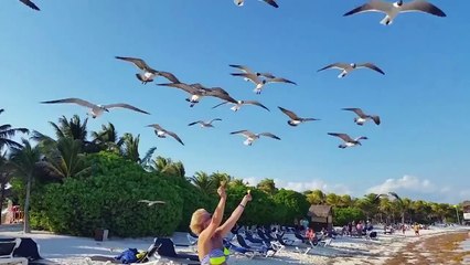 Чем опасно кормление чаек