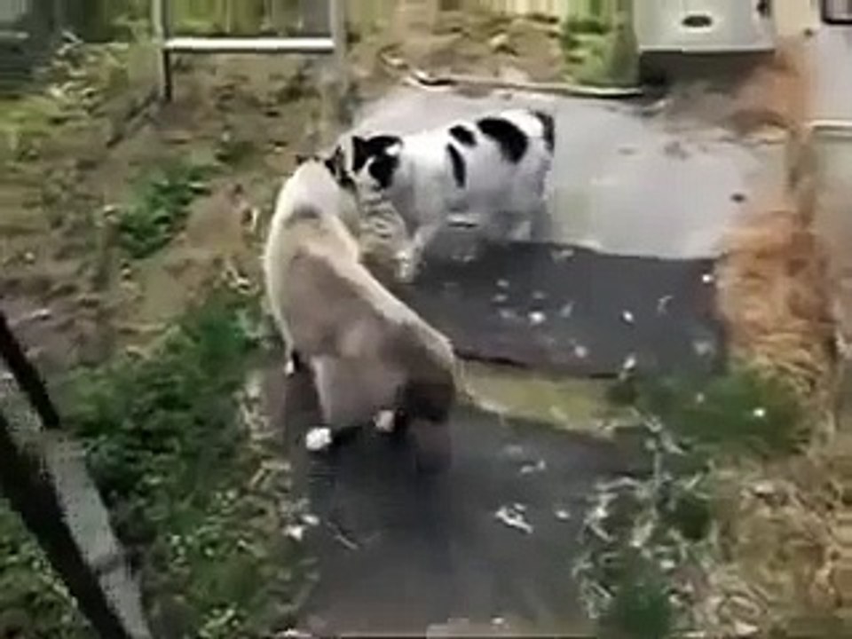 funny videos cats