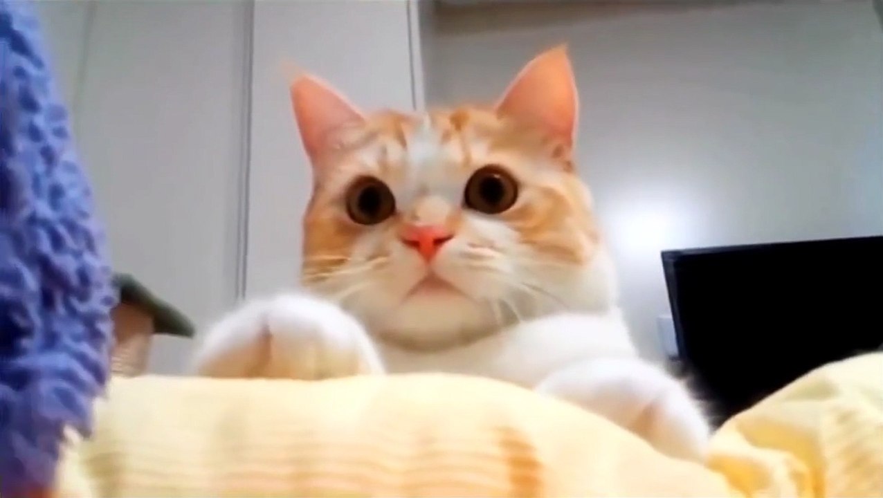 Funny Cat Videos 2015