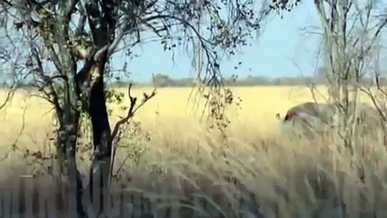 Lion vs Rhino Real Fighting