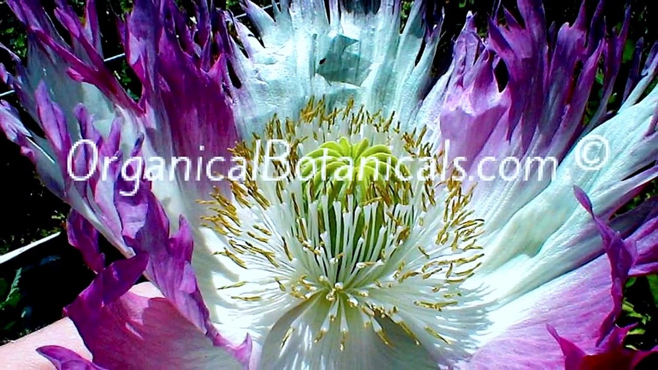 Photos include NEW Afghan GMO SUPER SEED Variety of Papaver Somniferum Poppies BUY Seeds @ http://IzmirPoppy.us/