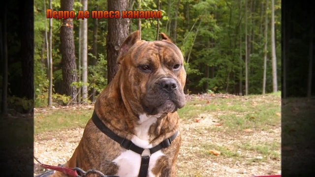 ТОП 10 САМЫХ ОПАСНЫХ ПОРОД СОБАК В МИРЕ!