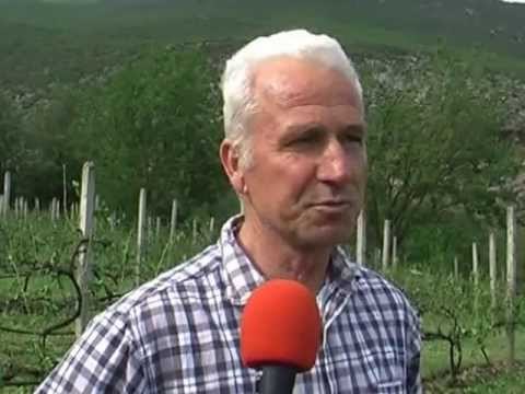 SHKATERROHEN PRODHIMET-BRESHERI DEMTON PRODHIMET BUJQESORE NE ELBASAN-LAJM