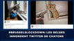 #Brusselslockdown: Les Internautes belges innondent Twitter de chatons
