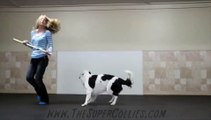 Dog super cool dance moves