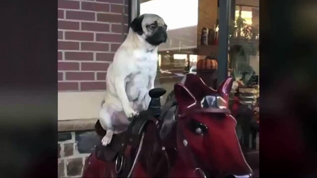 Мопс скачет на лошади