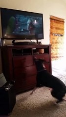 Dog trying to watch TV.. VERY FUNNY
