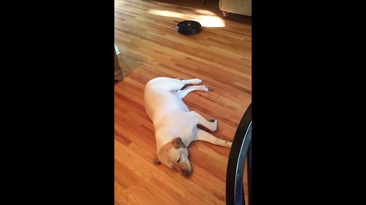 Yellow Lab vs. Roomba