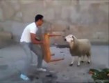 Dangerous Goat Amazing Fighting Video