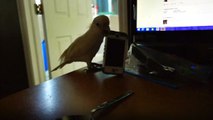 Papağan Cep Telefonunu Yere Atmaya Çalıştı