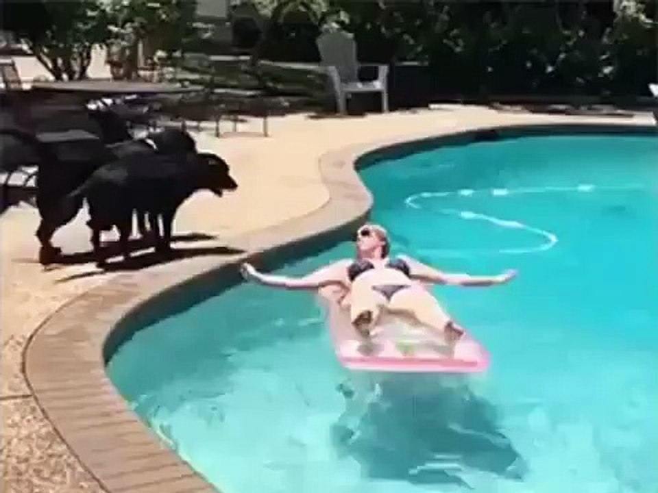 dog jumps on sexy girl in swimming pool whatsapp video