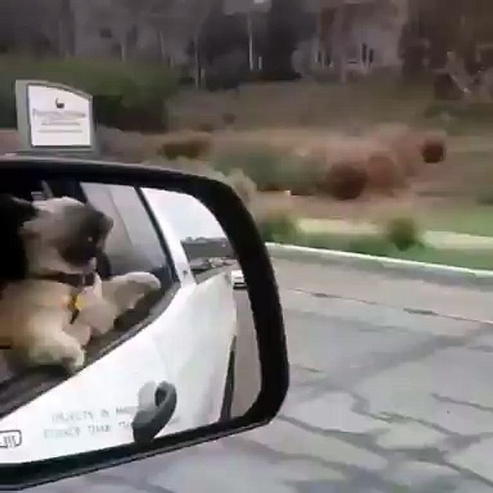 Funny Video Clips wowo..