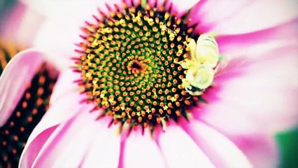 Ashish Dewan- Colors Mother Nature