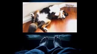Cats and dogs sleeping in funny positions Funny animal compilation Cat Dog TV