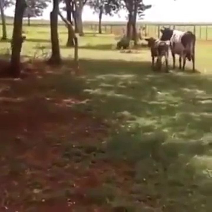 Cow Death In One Second Leaked Video
