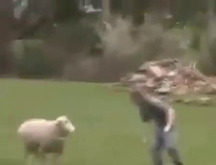 Funny Goat Hitting People