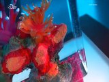 How It's Made Reef Aquariums