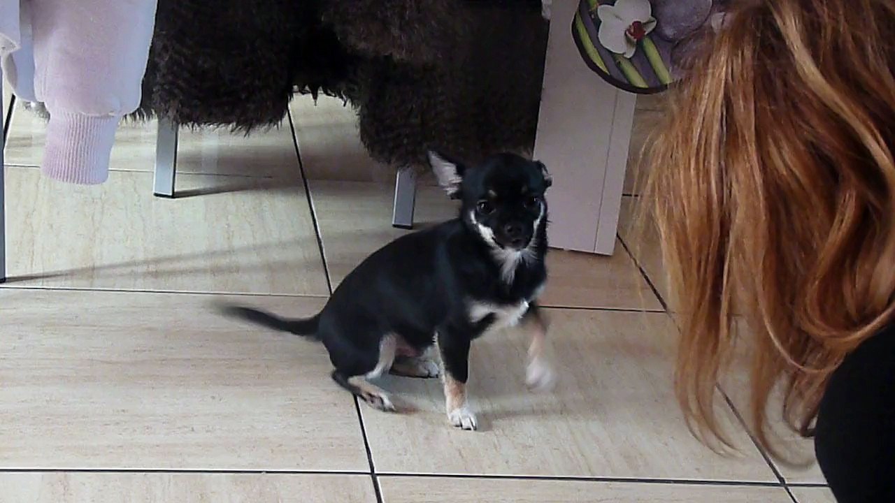 lancelot du lac de l'élite des empereurs