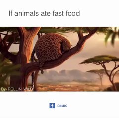 What if wild animals ate fast food