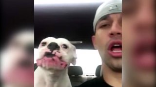Dog Is Mad At Owner | Upset Pup