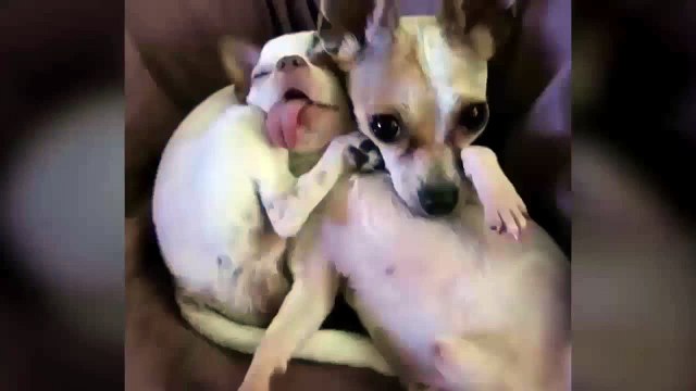 Забавные собаки