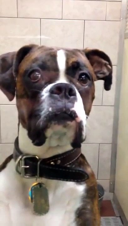 Когда пес дает понять, что у тебя проблемы