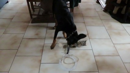 nouveau pensionnaire