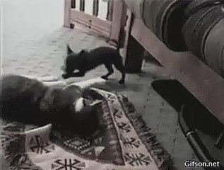 Tricked by a tiny Dog