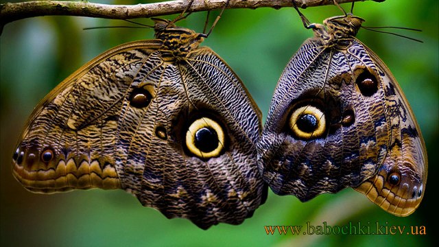 Калиго - бабочка Сова, доставка по Украине babochki.kiev.ua