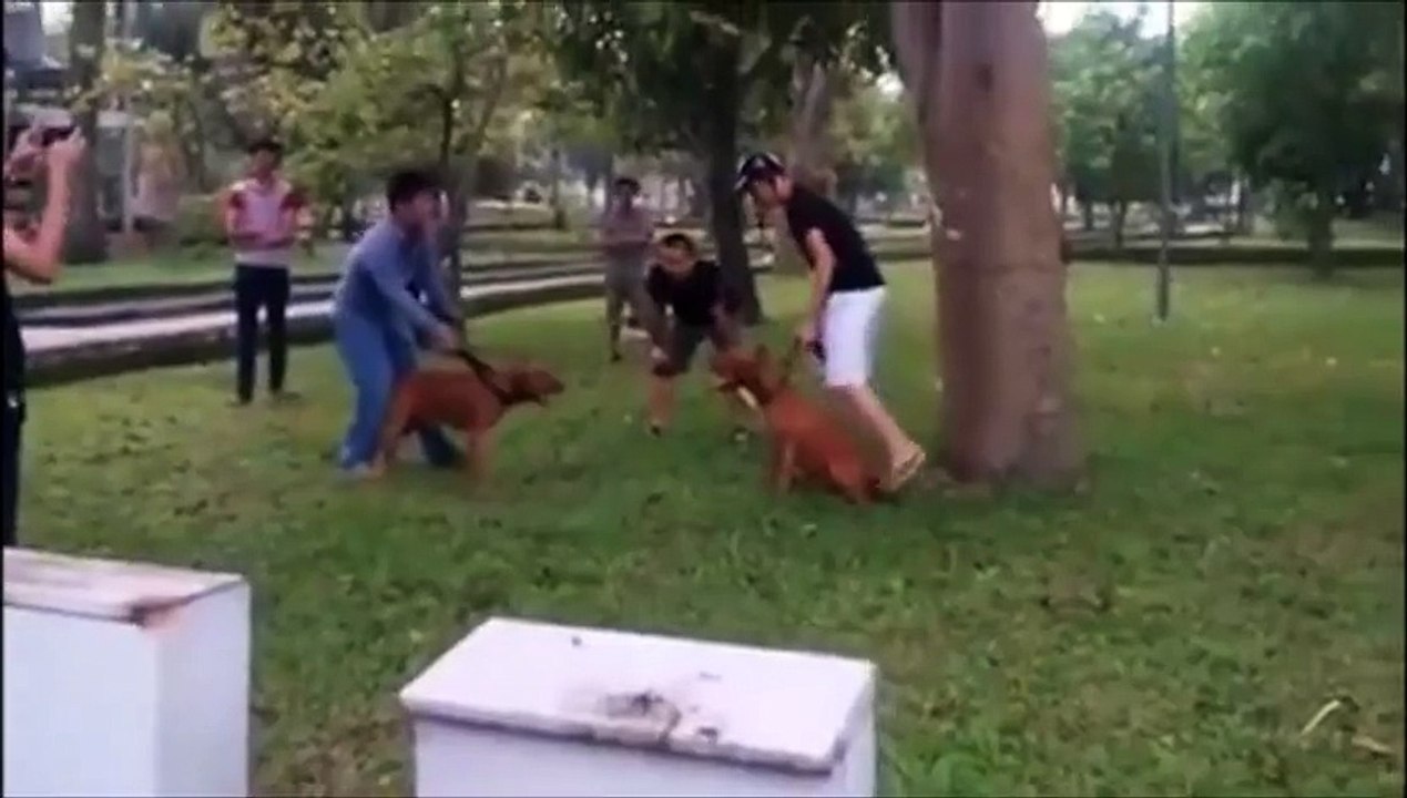 Pit Bull (Bully) Super Funny Dog Fighting [Must Watch]