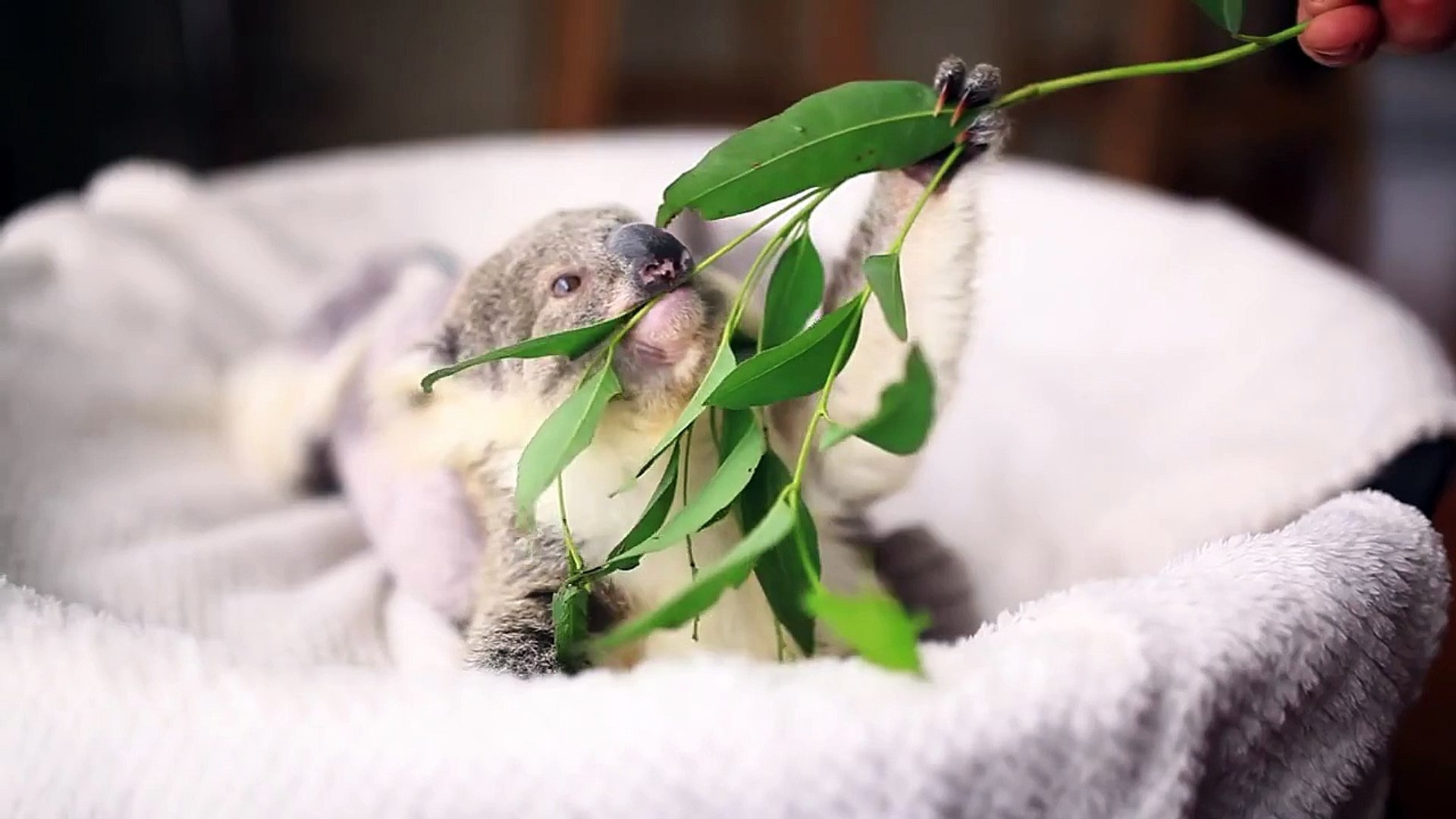 Seance Photo Pour Le Mignon Bebe Koala Video Dailymotion