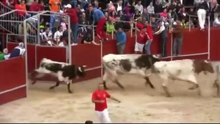 Bull Fighting with People - Videos