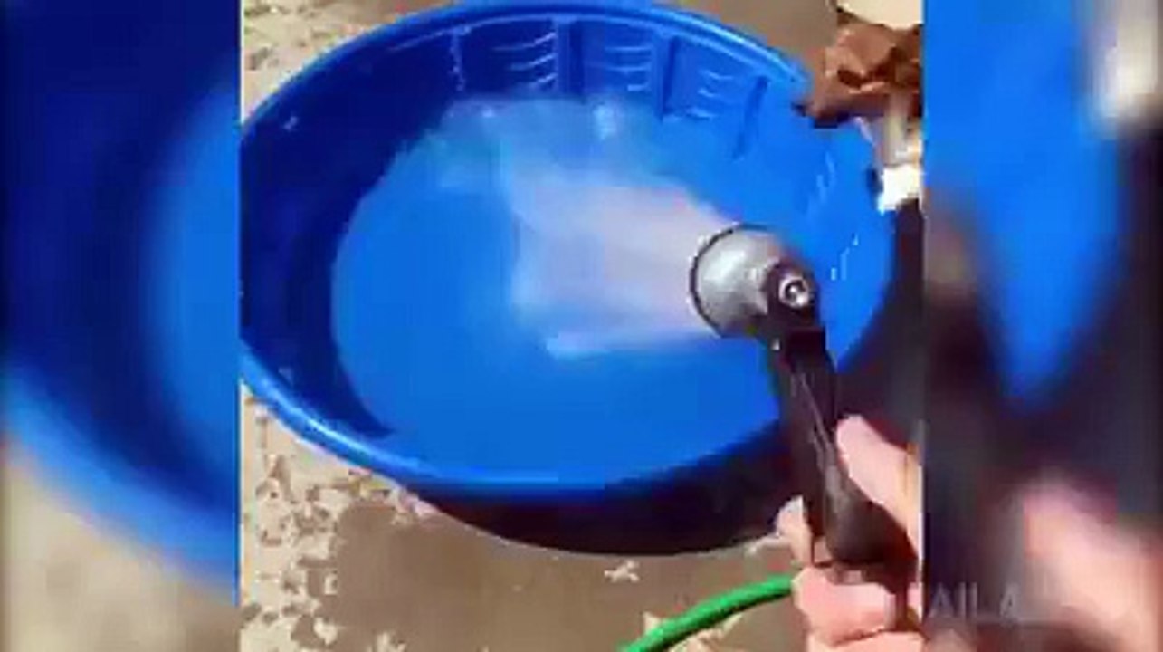 Incredible dog