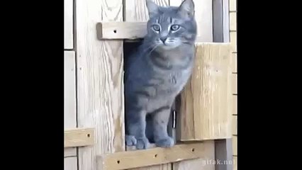 Quand je vois une jolie fille...