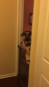 Ce chien se remet en cage quand son maitre rentre du boulot... Grillé