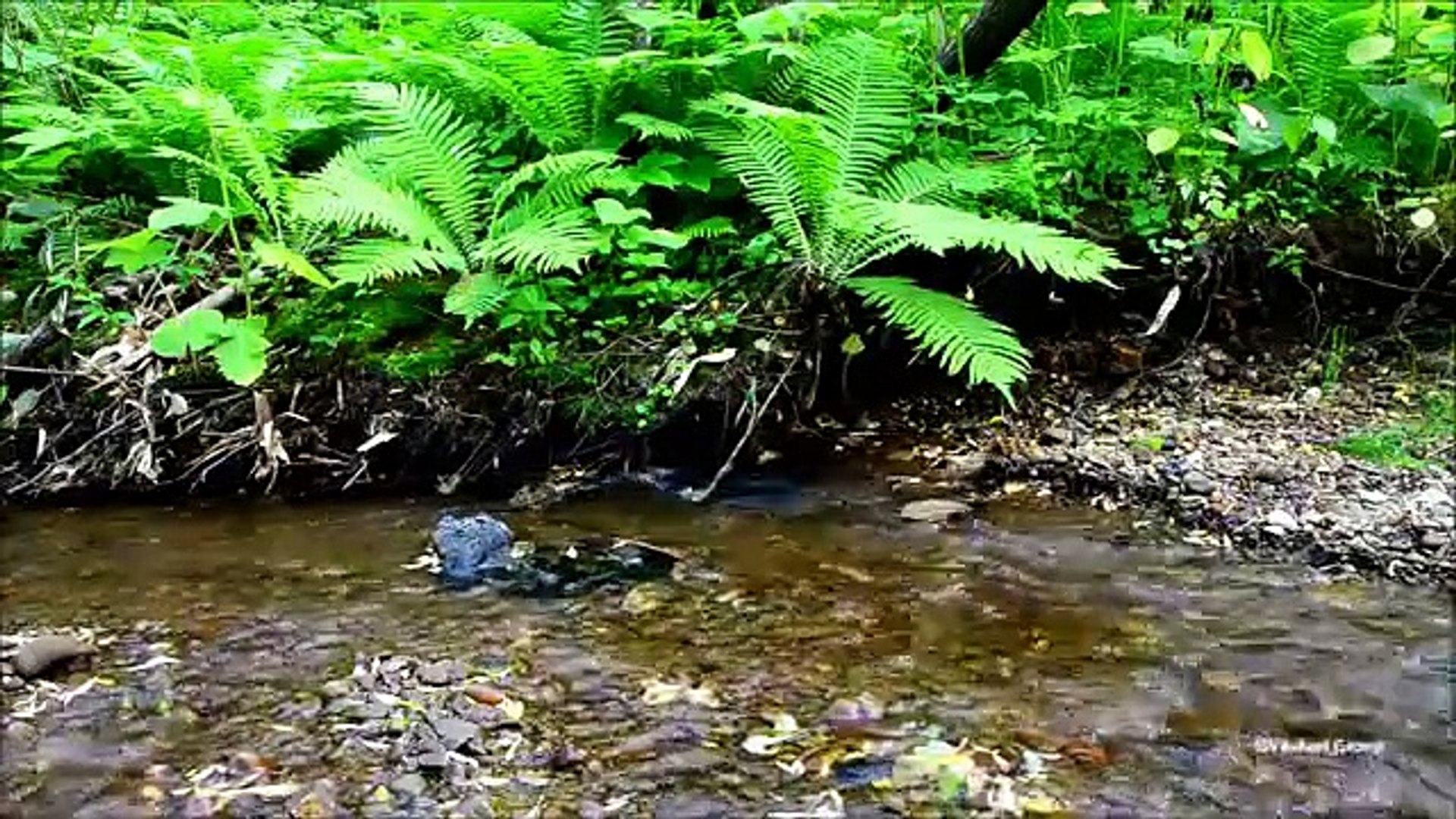 ⁣【The Best Relaxing sounds】River and Birds song in Nature vol,3