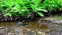 【The Best Relaxing sounds】River and Birds song in Nature vol,3