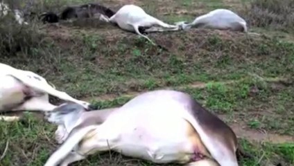 Vacas aparecem mortas após tempestade de raios