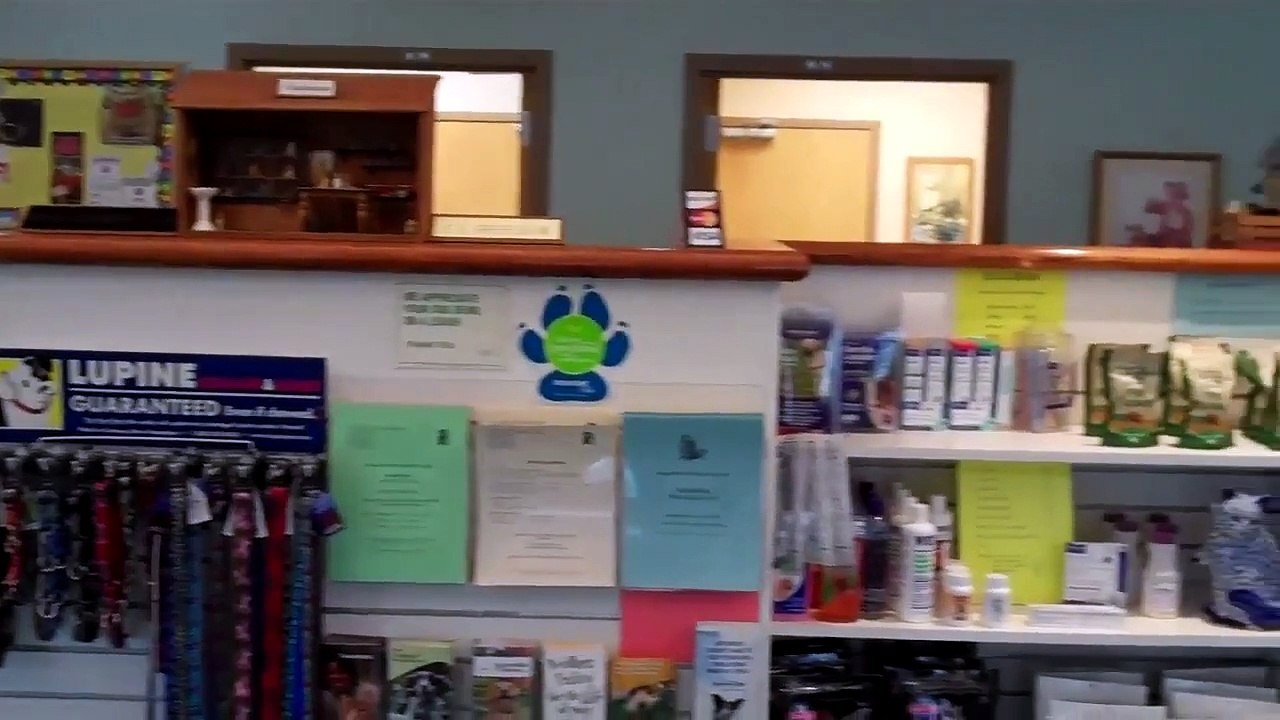 Quivering Eyes (nystagmus) in a Siamese Cat at Hillside Veterinary Clinic, Mount Vernon, O