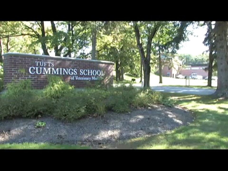 Popular Tufts University & Cummings School of Veterinary Medicine videos