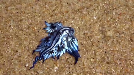 Dragon bleu ou glaucus atlanticus échoué sur la plage