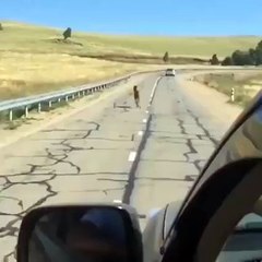 Baby horse saved by stranger