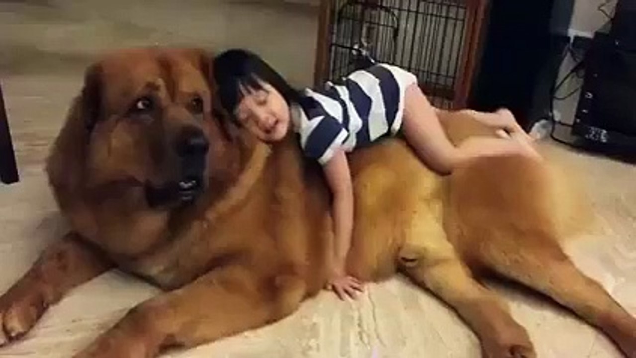 World Biggest Dog Ever