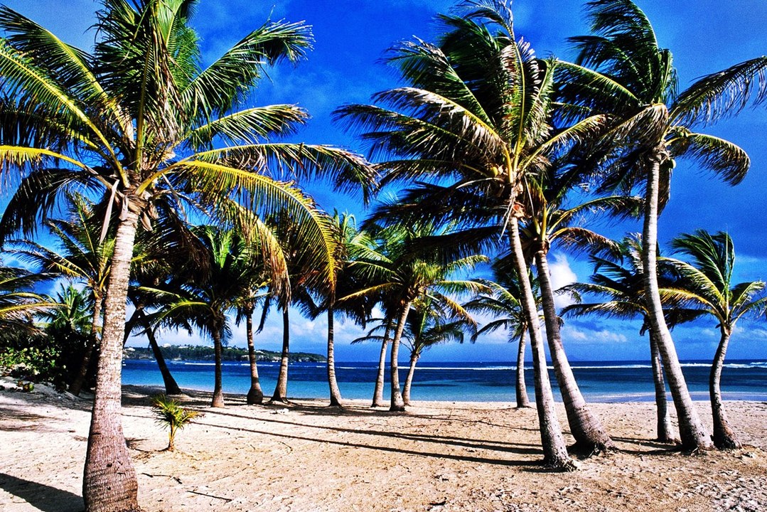 Guadeloupe Beach