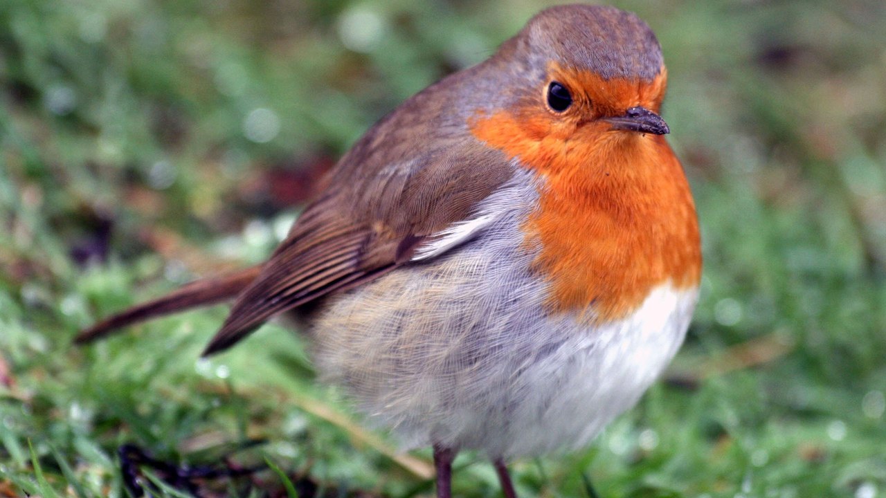 Changement climatique et trame verte et bleue