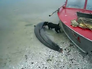 Изображение 026.avi   этот сом для моего деда-15673522_5