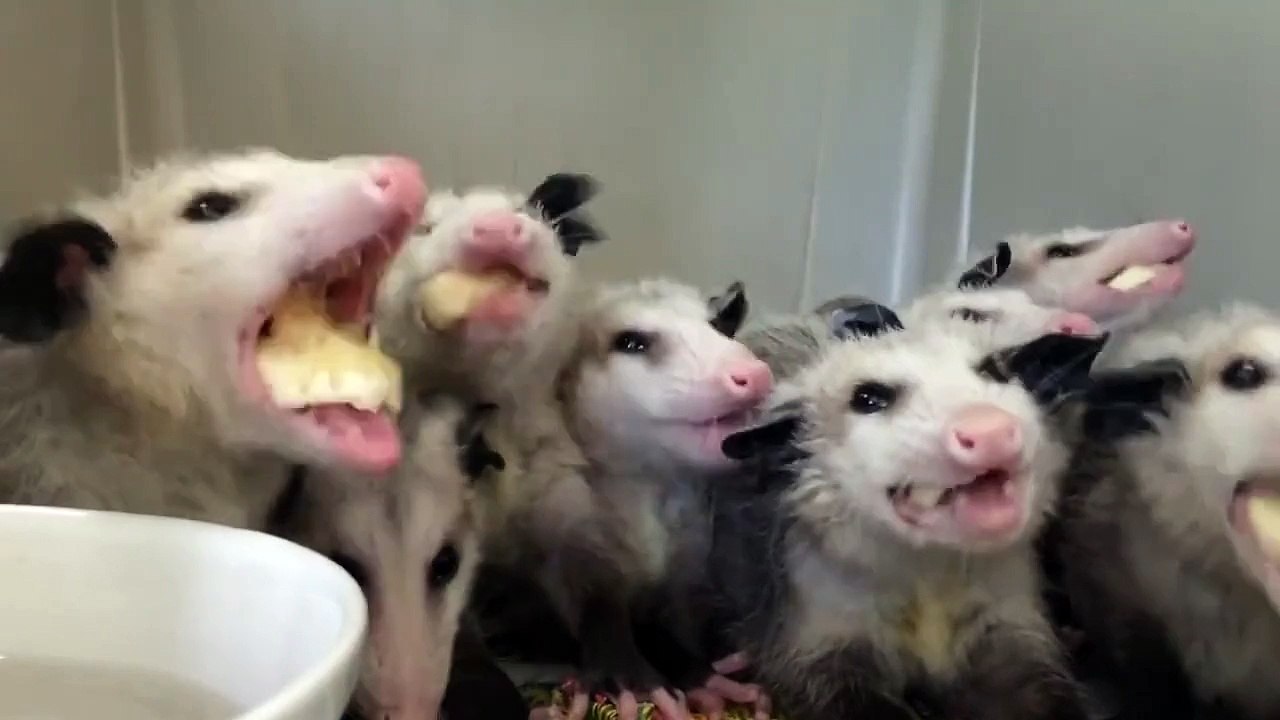 opossums orphans eat banana/опоссумы-сироты едят банан