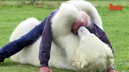 Un homme nage avec un ours polaire !
